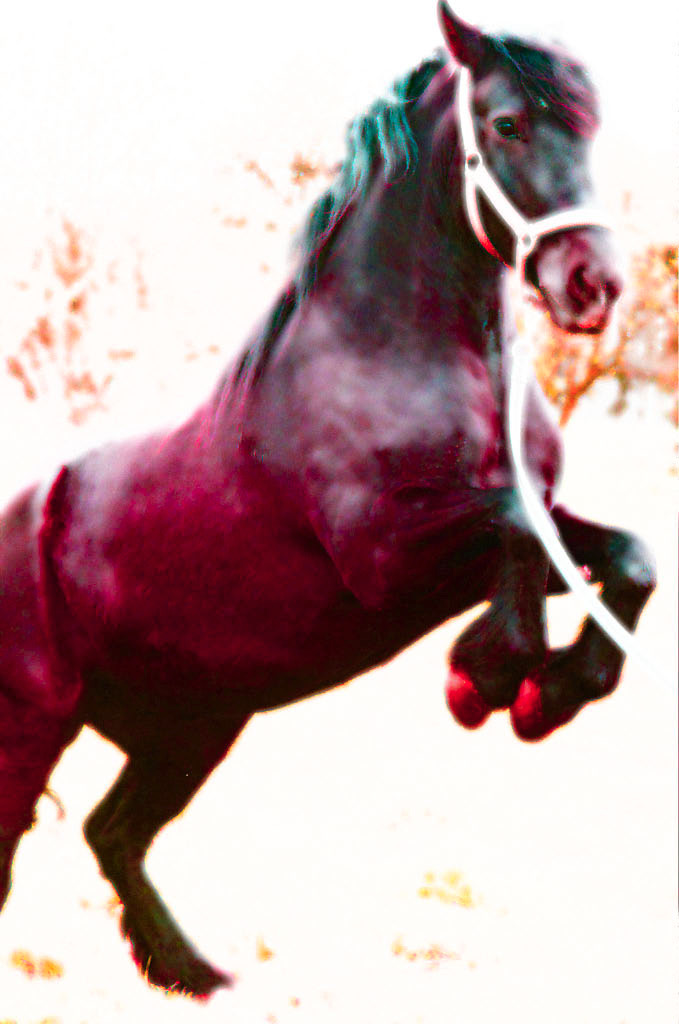 Paard_01