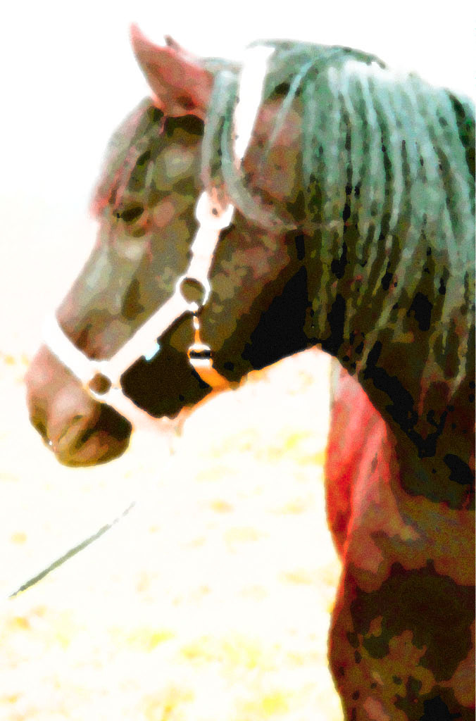 Paard_10