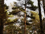 _MG_0017