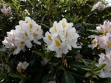 IMG_2790_DxO