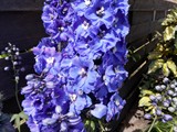 IMG_2811_DxO